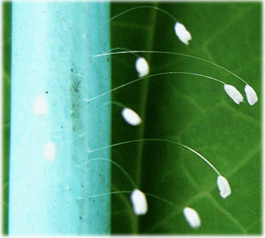 ウドンゲ（優曇華　うどんげ）の白い花　クサカゲロウ（草蜻蛉　くさかげろう）の卵